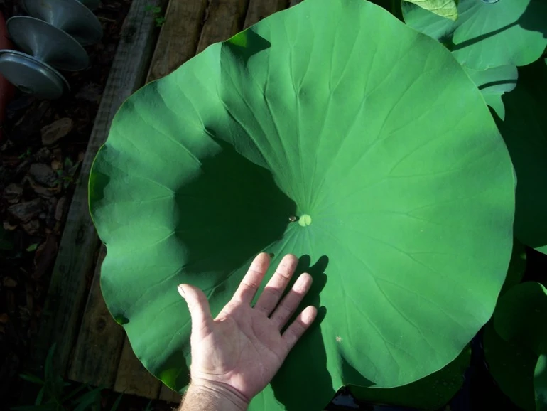 Lấy phước trời mà đong